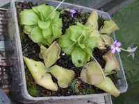 DSCF3985.webp