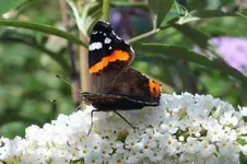 DSCF3307.jpg