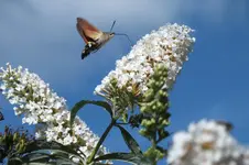 DSCF3313.jpg