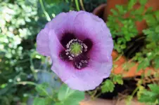 DSCF3315 (2).webp
