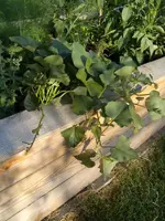 2015-07-08 Süßkartoffel im HB1_2.webp