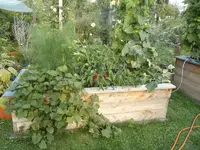 2015-09-06 Süsskartoffel im HB1.webp
