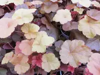 Bilda018.webp