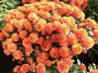 Bilda014.webp