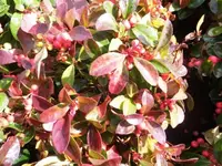 Bilda028.webp