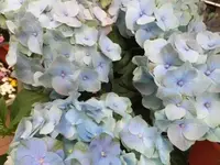 Bilda055.webp
