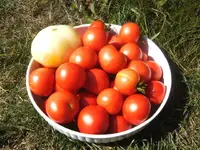 BILD4635.webp