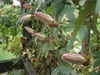 P9170430.webp