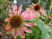 DSCF9353.webp