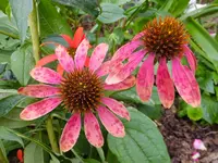DSCF9344.webp