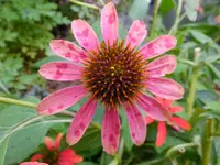 DSCF9345.webp