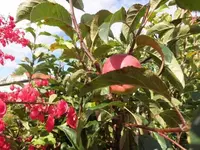 Bilda043.webp