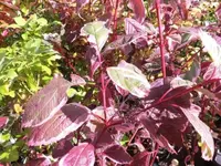 Bilda039.webp