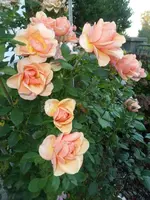 P1520931.webp