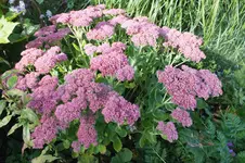 DSCF3321.webp