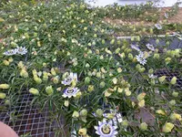 DSCF9333.webp