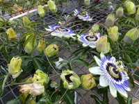 DSCF9334.webp