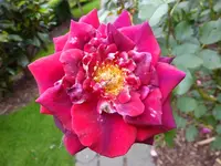 DSCF9343.webp