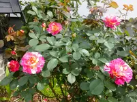 DSCF9355.webp