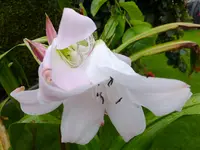 DSCF9335.webp