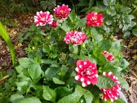 DSCF9356.webp