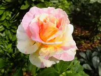 DSCF9359.webp