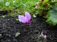 P1520900.webp