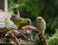 grünf m jungem.webp