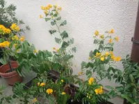 IMG_0260.webp
