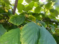 DSCF9365.jpg