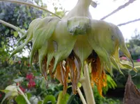 DSCF9372.jpg