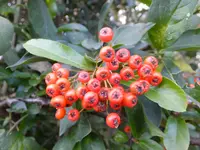 DSCF9373.webp