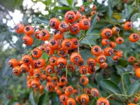 DSCF9377.webp