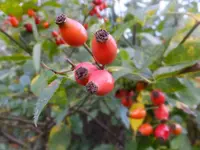 DSCF9381.webp