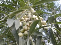 DSCF9396.webp