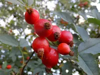 DSCF9403.jpg