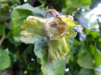 DSCF9409.webp