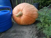 006.webp