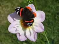 Bilda161.webp