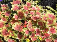 Bilda041.webp