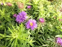 Bilda075.webp