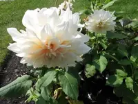 Bilda170.webp