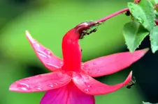 Ameisenmolkerei_6775.webp