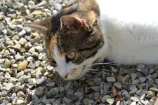 Mieze_0002.webp
