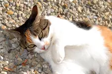 Mieze_0003.webp