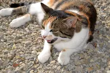 Mieze_0004.webp