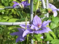 Bilda316.webp
