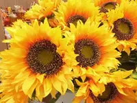 Bilda063.webp