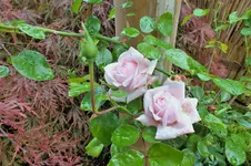 DSCF3241 (2).webp