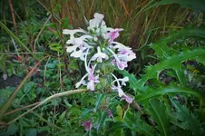 DSCF3331 (2).webp